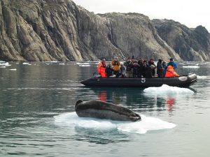 Robbe an Grönlands Küste