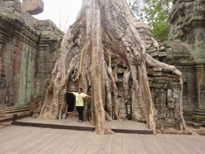 Der Tempel Ta Prohm in Ankor in Kambodscha
