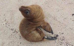 Seelöwenjunges auf Galapagos