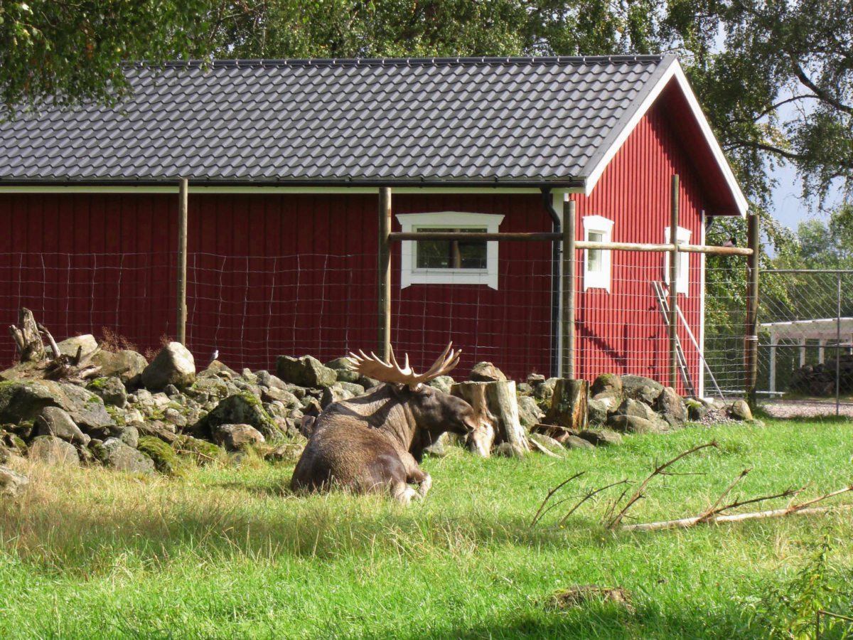 Elchhfarm in Schweden