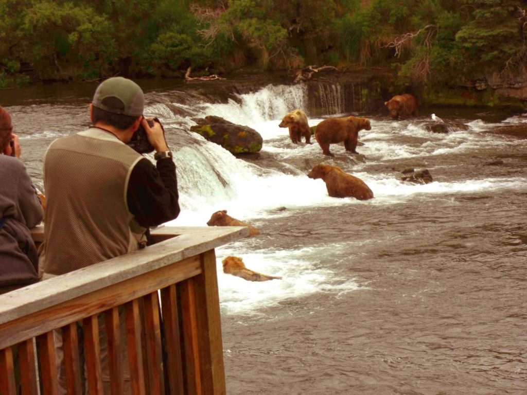Bären bei den Brooks Falls in Alaska