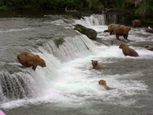 Bären an den Brooks Falls im Katmai-Nationalpark in Alaska