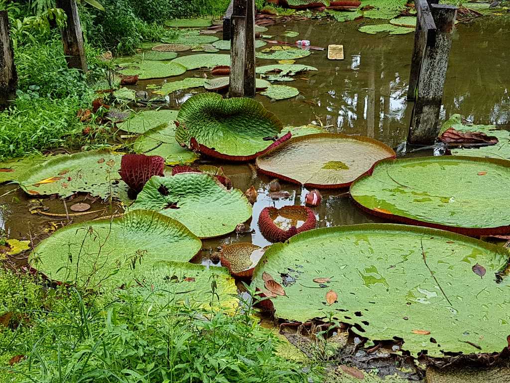 Riesenseerose am Amazonas