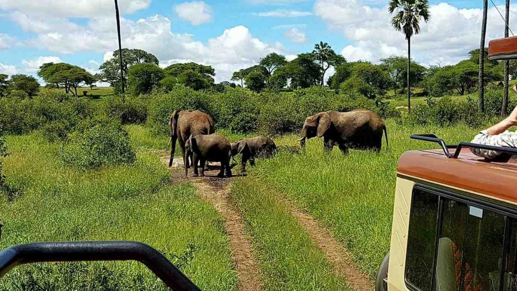 der Tarangire Nationalpark, Teil des "Northern Circuit" in Tansania