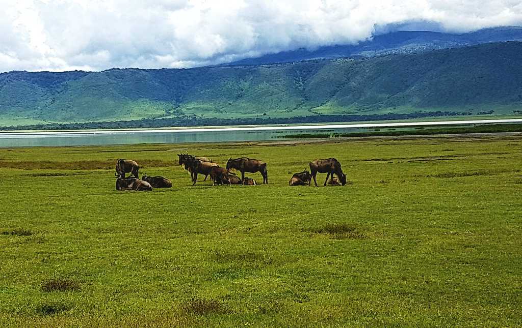 Tierherde im Ngorongoro-Krater, Tansania