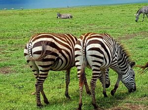 Zebras im Nationalpark Ngorongoro, Tansania