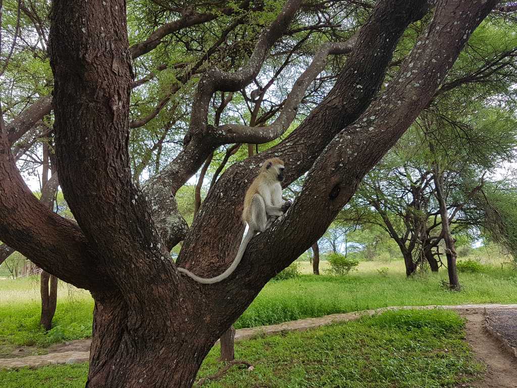 Affen im Nationalpark Tarangire in Tansania. 