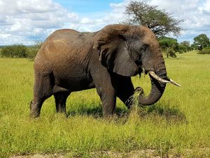 Elefant im Tarangire-Nationalpark am "Northern Circuit" in Tansania