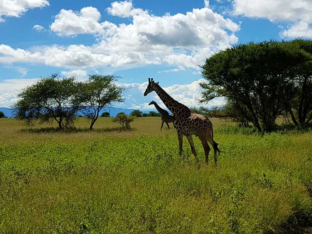 Giraffen im Tarangire-Nationalpark, der zum "Northern Circuit" in Tansania gehört.