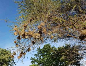 Webervögelnester an einem Baum in Tansania
