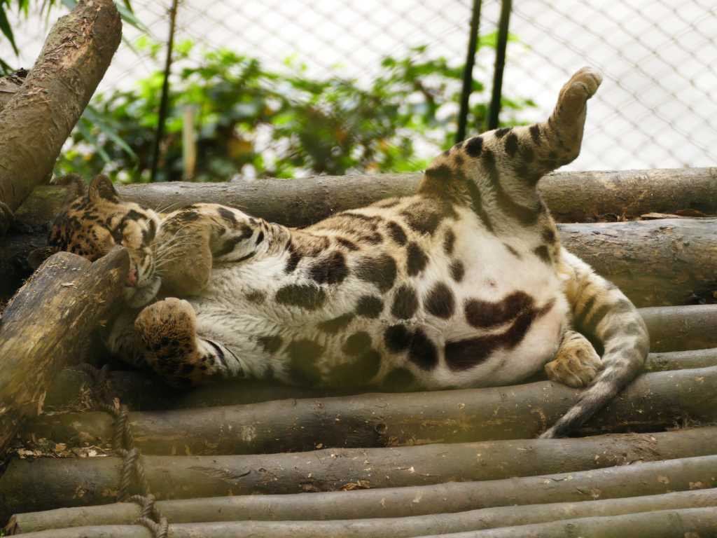 Tiere im Zoo von Darjeeling in Indien