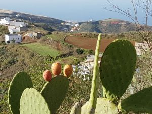 Opuntien im Hinterland der Kanareninsel Gran Canaria, Spanien