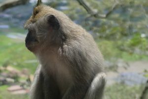 Affen auf der Insel Bali