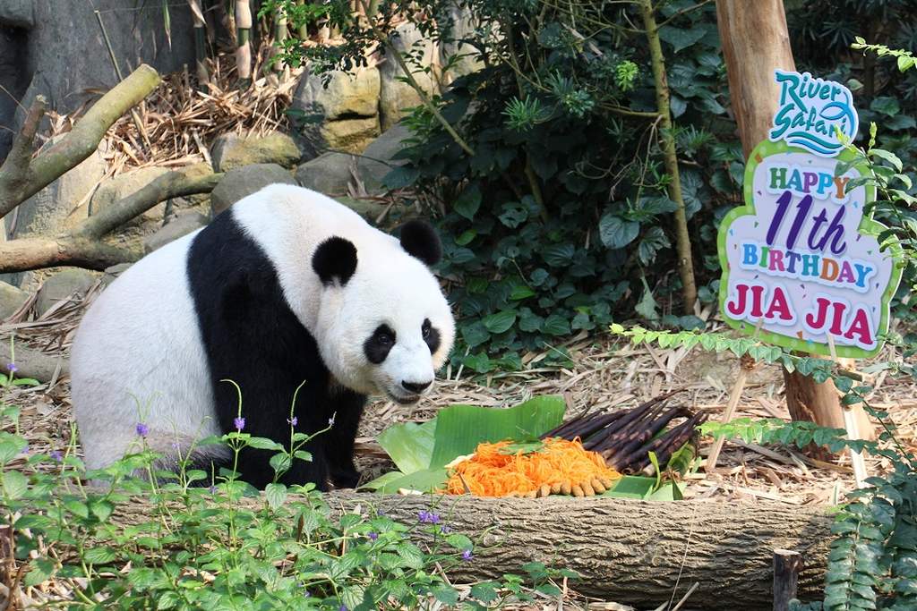 Panda im Zoo von Singapur
