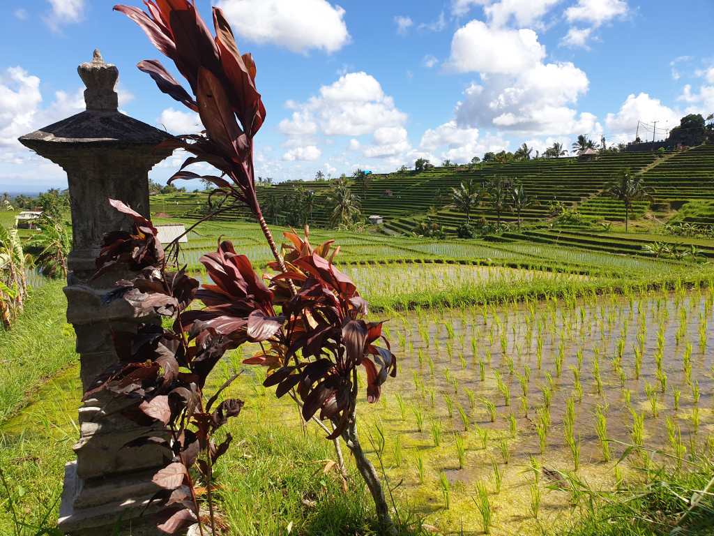 Opferschreine finden sich in fast jedem Reisfeld. auf Bali