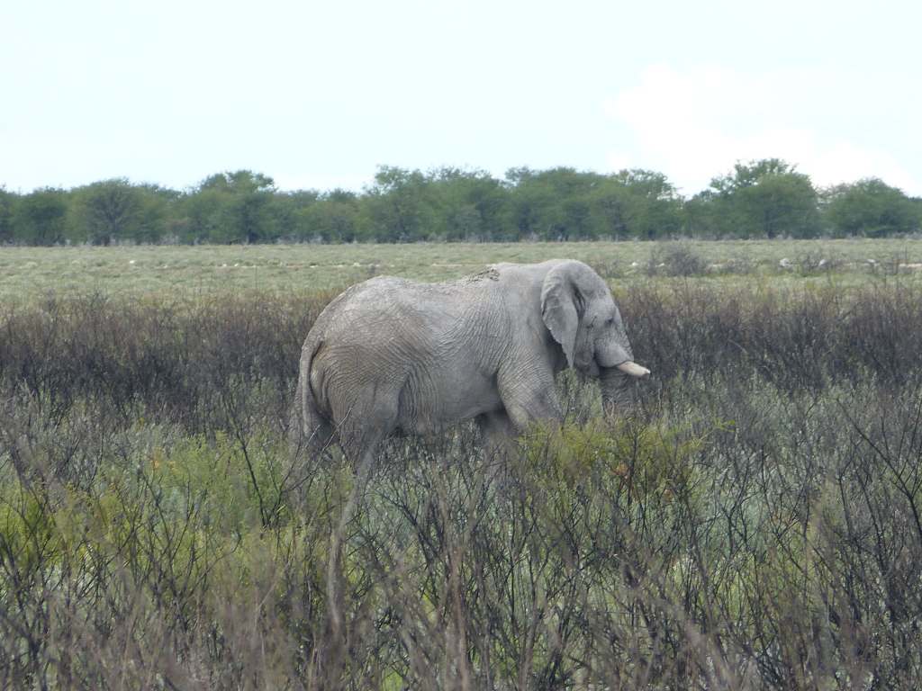 Elefanten im Etosha-Nationalpark in Namibia