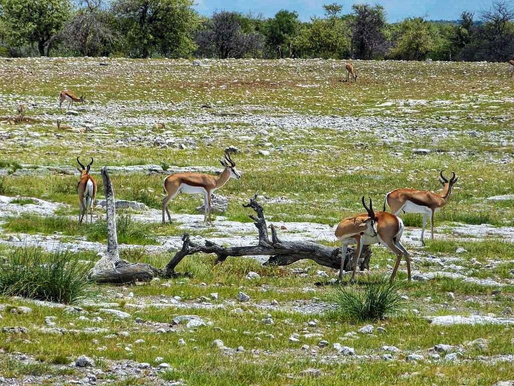 Springböcke im Etosha-Nationalpark in Namibia