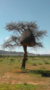 ein Webervogelnest im Etosha-Nationalpark in Namibia