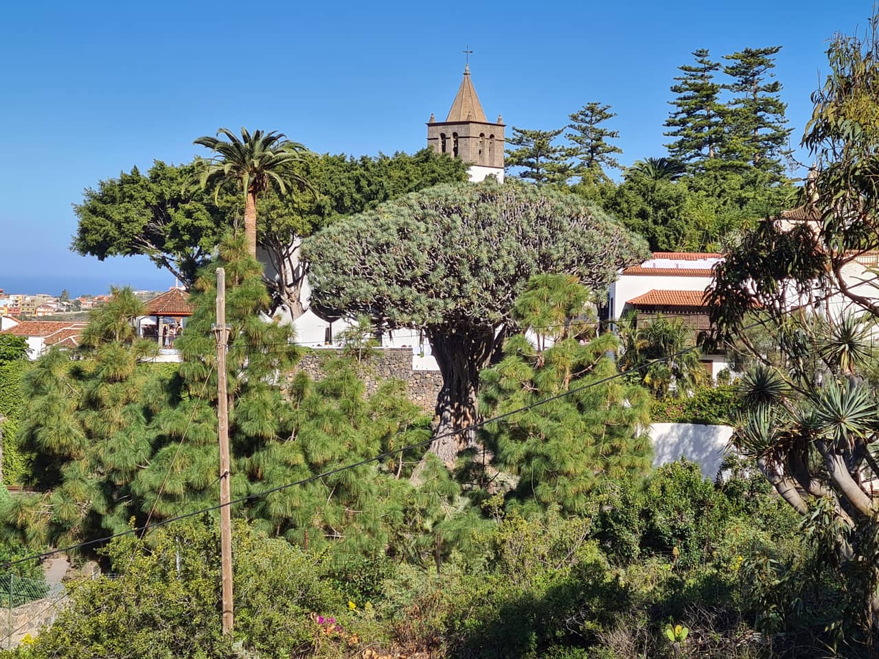 der uralte Drachenbaum von Icod de los Vinos auf Teneriffa, Spanien