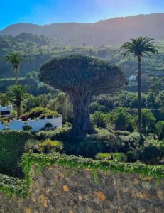 der uralte Drachenbaum von Icod de los Vinos auf Teneriffa, Spanien