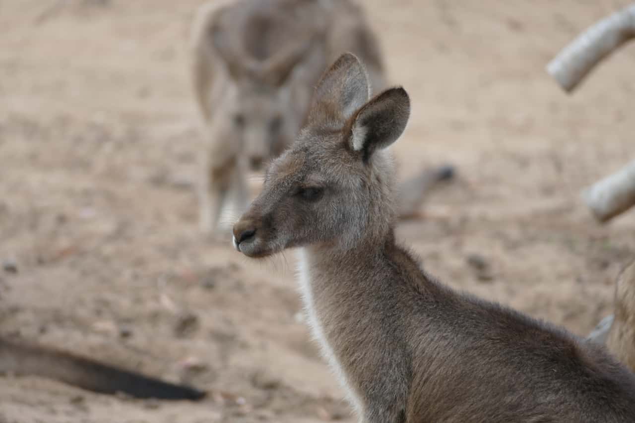 ein Känguru auf dem Gelände von Port Arthur auf der Insel Tasmanien, Australien