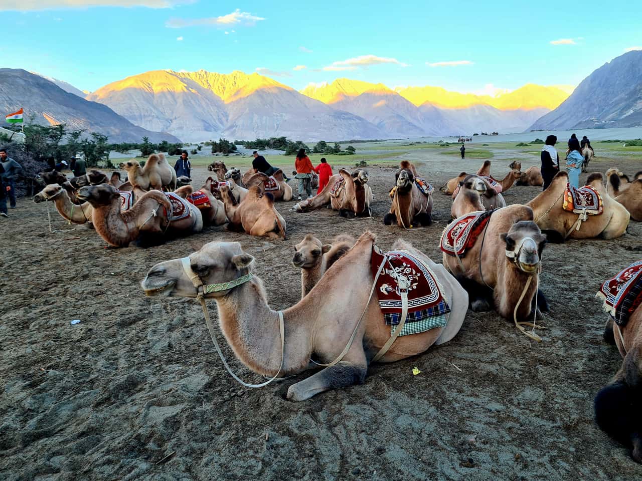 Kamele im Nubra-Tal in Ladakh im Norden Indiens, im Himalaya