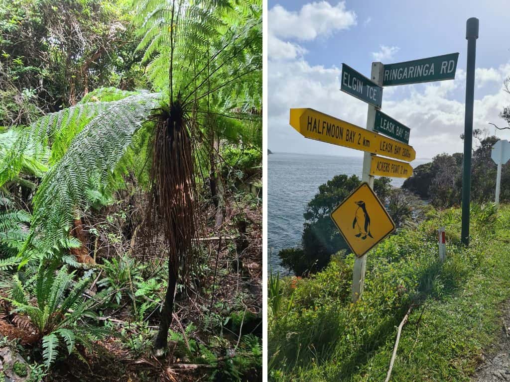 Stewart Island, die drittgrößte Insel Neuseelands