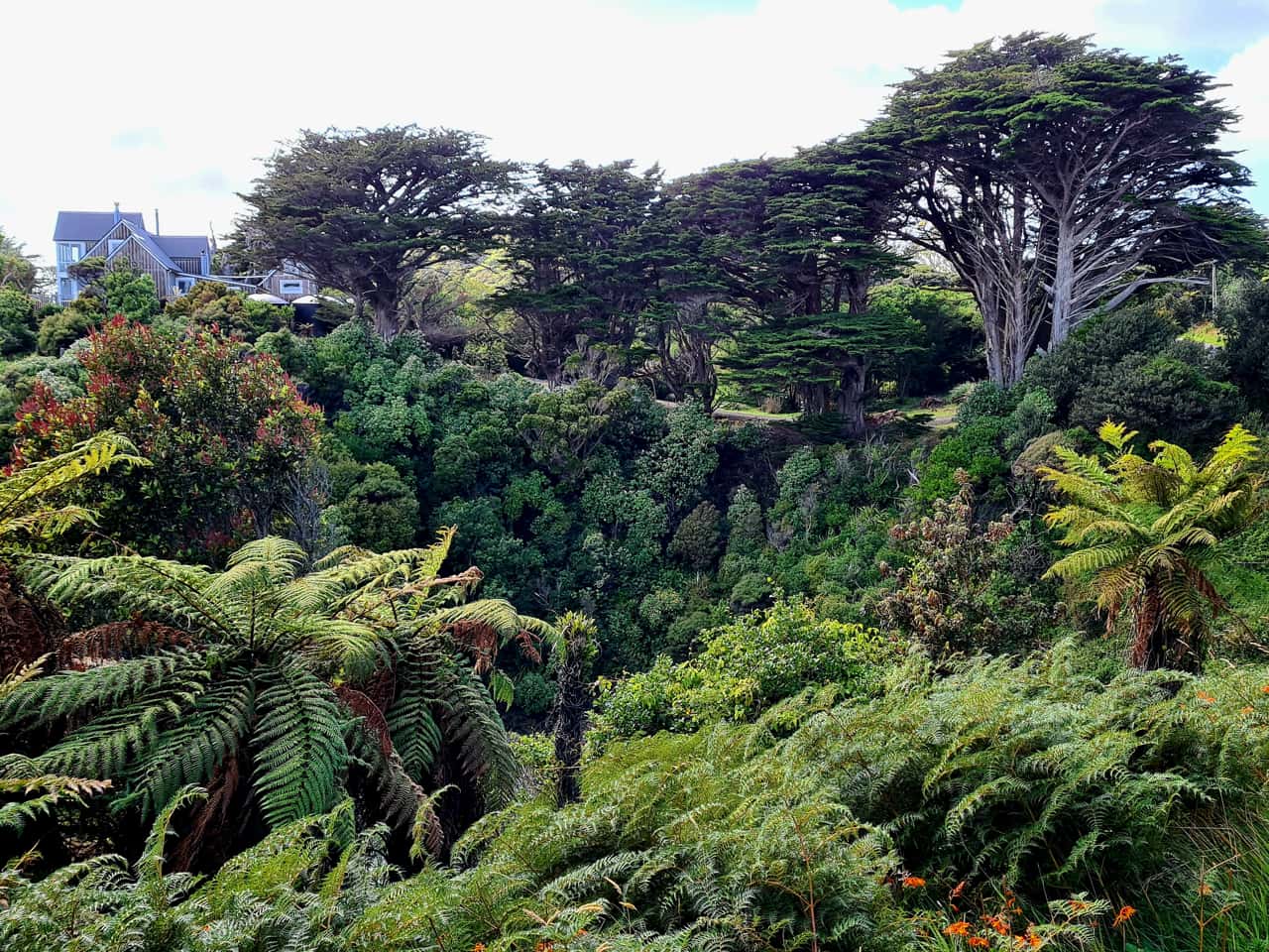 Urtümliche Vegetation auf Stewart Island, Neuseeland