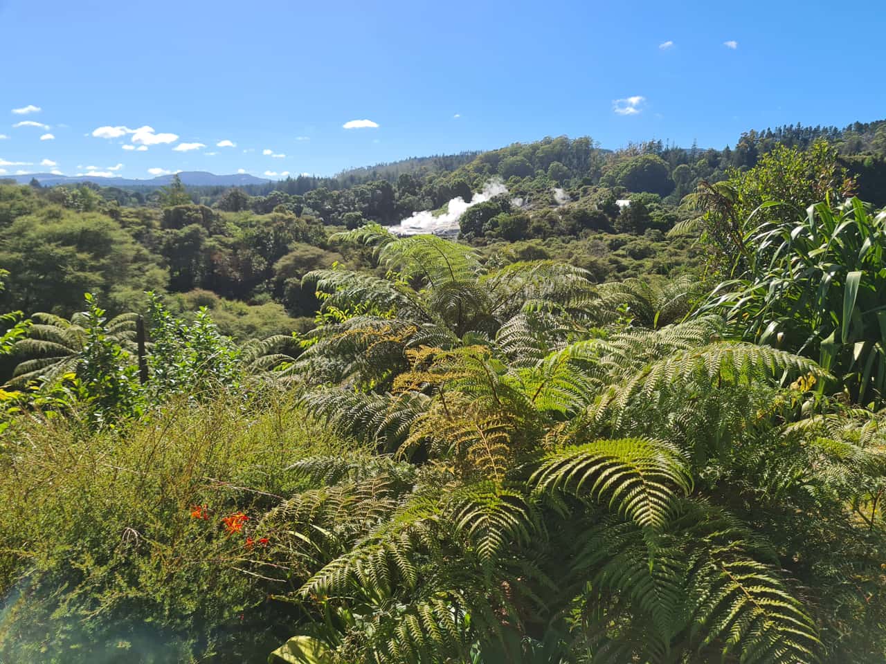 Thermalfeld bei Rotorua auf der Nordinsel von Neuseeland