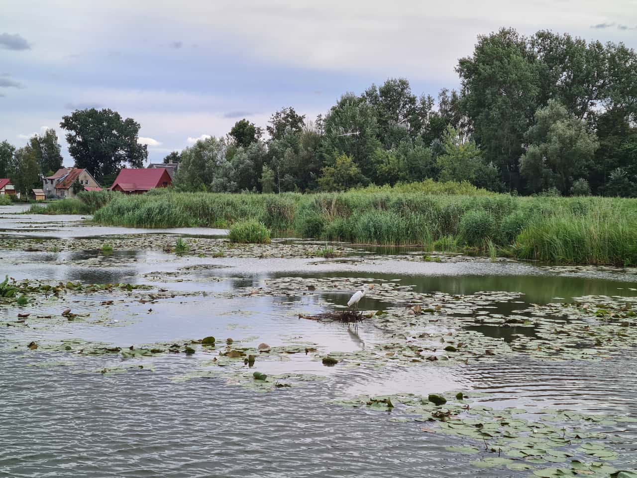 Der Jezioro Druzno, der Drausensee im Nordwesten Polens