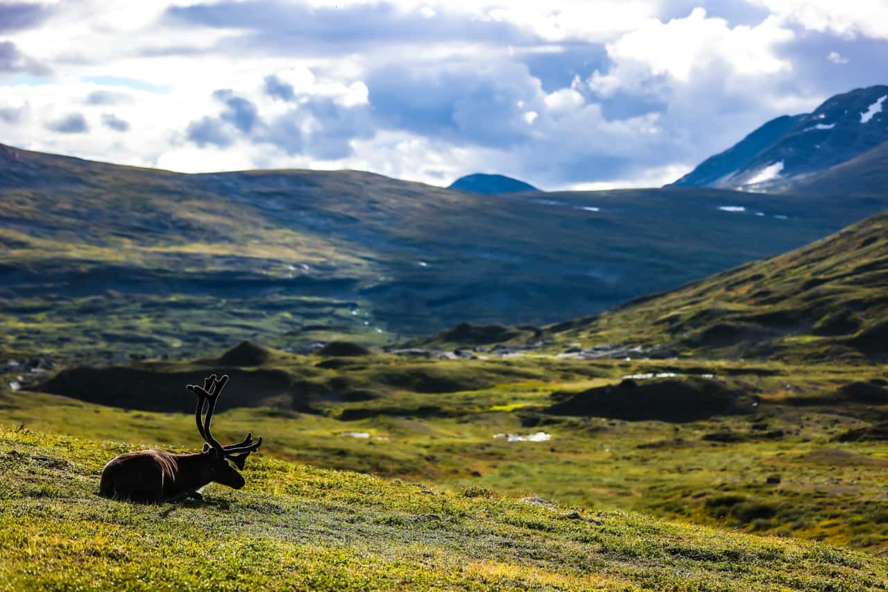 Bild aus Lappland mit einem Rentier